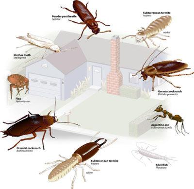 Common Pests in Fort Myers:⁤ Identifying Local Threats