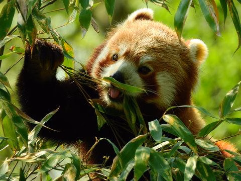 Golden Panda Login to Win Big: Unlock Exclusive Bonuses at the Top Online Casino Today