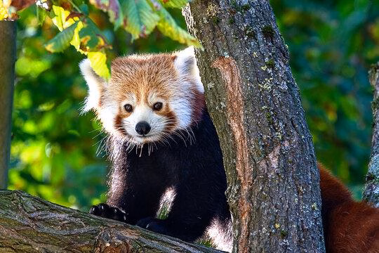 Golden Panda Login – Unlock Massive Wins at the Hottest Online Casino Game Today