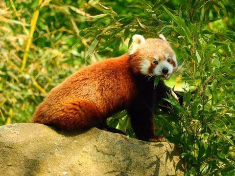 Golden Panda Login | Unlock Exclusive Bonuses & Win Big at the Hottest Online Casino Today